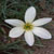 :iconaudrey-bloom: