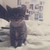 :iconaudreykiku: