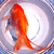 :iconaufish: