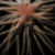 :iconaugury: