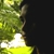 :iconaugust-alpha: