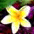 :iconauj-podge: