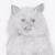 :iconauliaatrani: