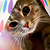 :iconauparadis:
