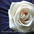 :iconaura1rose1misuki: