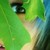 :iconaurabluek:
