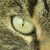 :iconaurcoco: