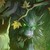 :iconauryanne: