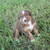 :iconaussie-addict:
