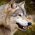 :iconaustinwolf: