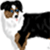 :iconaustralianshepkennel: