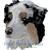 :iconaustralianshepkennel: