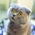 :iconauthenticuj: