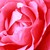 :iconautosuggestione:
