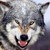:iconautumn-faolan:
