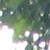 :iconautumnal-leaf: