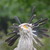 :iconautumnbat1990: