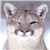 :iconautumnearthcougar: