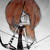 :iconautumnfennecfox45: