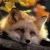 :iconautumnfox: