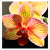 :iconautumnjuniper:
