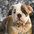 :iconautumnlave227: