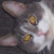 :iconautumnleo: