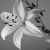 :iconAutumnLilium: