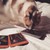 AutumnMajesty :iconautumnmajesty: