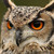 :iconautumnowl4: