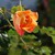 :iconautumnrosej19: