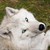AutumnShepherd :iconautumnshepherd: