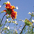 :iconautumntoashes: