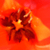 :iconave-absorbe-d: