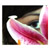 :iconave-libre: