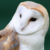 :iconaveatyto: