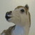 :iconavellanodog: