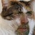 :iconavengedcaptainenvy: