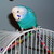 :iconavianfantasy:
