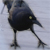 :iconAvianMimus: