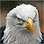 :iconaviondesign: