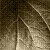 :iconavish: