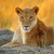 :iconavityfalia-536: