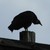 :iconavocet21: