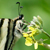 :iconavocett: