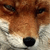 :iconavonfox: