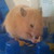 :iconavrilthecat: