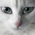 :iconawedrf: