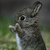 :iconawesome44: