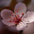 :iconawesomecherryblossom: